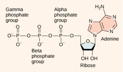 Figure 4.15 The structure ofATP shows the basic components of a two ...
