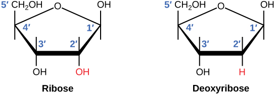 Genetic Ribose Figure 9.5 The differencebetween the ribose found in RNA and the ...