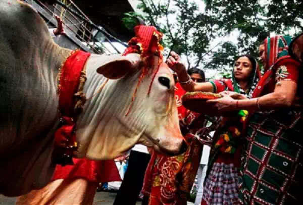 Worshipping Of Cows