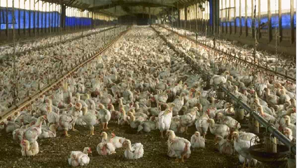 Poultry Farm