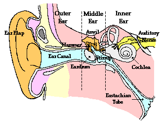http://www.physicsclassroom.com/Class/sound/u11l2d1.gif